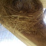 Baby robin
