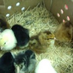 Little chics
