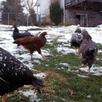 Chicken coop
