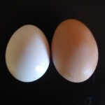 Jumbo egg