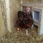 Layin’ an egg